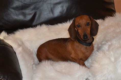 Red Dapple Dachshund