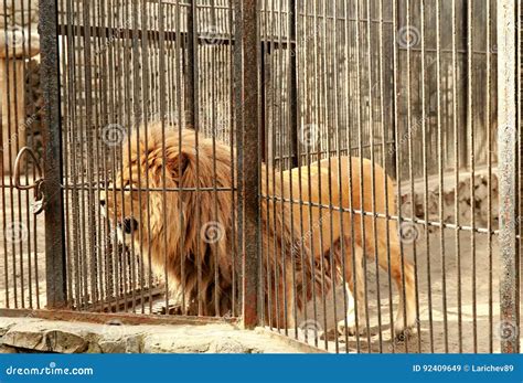 Lion In A Cage Stock Image Image Of Power Portrait 92409649