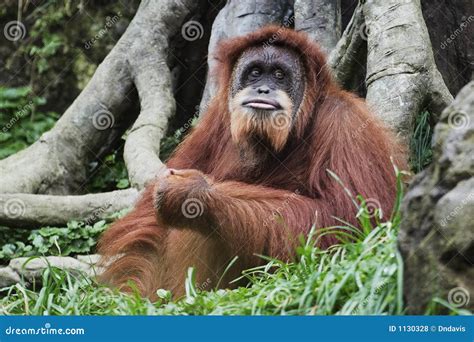 Orangutan Pongo Pygmaeus Borneo Indonesia Stock Photo Image Of