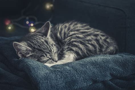 Cute Little Grey Kitten Sleeping Stock Photo - Image of studio, young ...