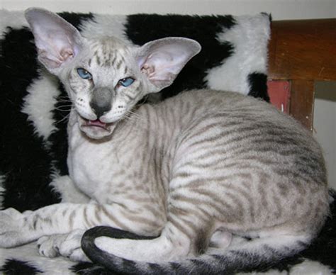 Top 5 Most Ugly Cats The Ugliest Cats Cats Around The Globe