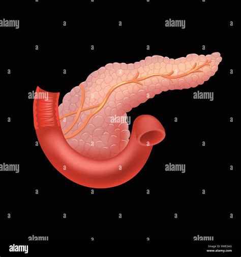 Icono de páncreas en estilo realista aislado sobre fondo negro Órganos