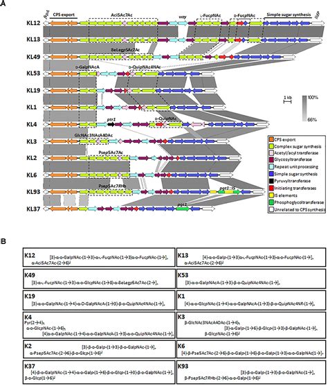 Frontiers Diversity And Function Of Capsular Polysaccharide In