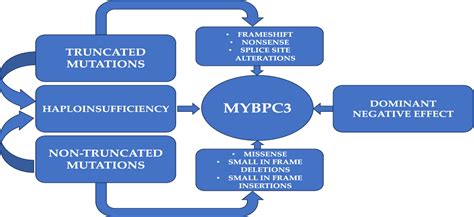 [pdf] An Update On Mybpc3 Gene Mutation In Hypertrophic Cardiomyopathy