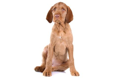 Wirehaired Vizsla Dog Breed Information