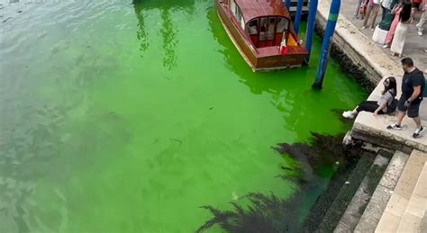 Acqua Verde A Venezia Il Gazzettino