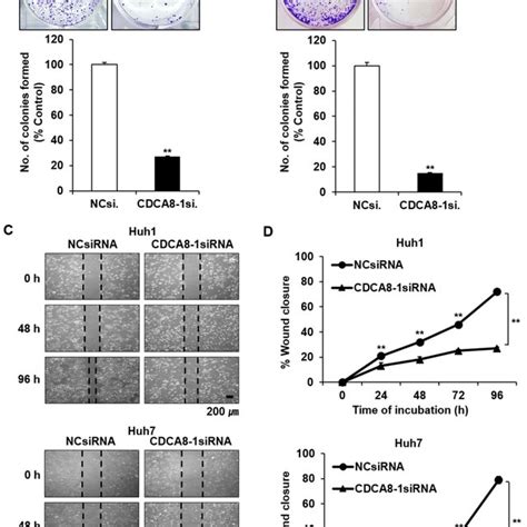 Treatment Of Cdca8 1sirna Decreases Clonogenicity And Migration Ability