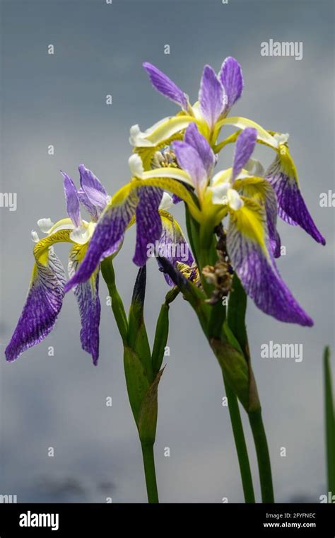 Blue Iris versicolor sky background portrait flower Stock Photo - Alamy