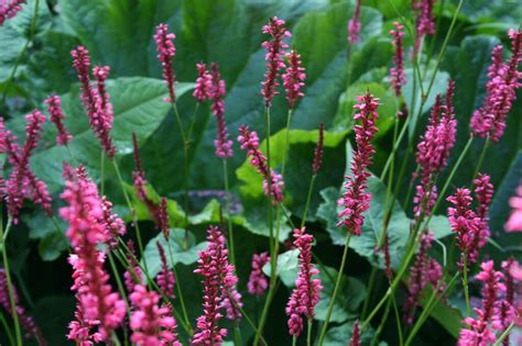 Vaste Plant Met Grote Roze Bloemen Bloemen