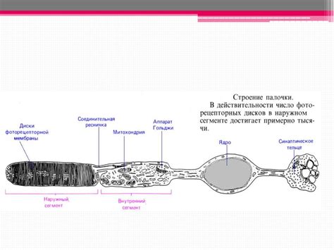 Органы чувств - online presentation
