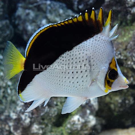 Reef Safe Butterfly Fish Reef Sanctuary