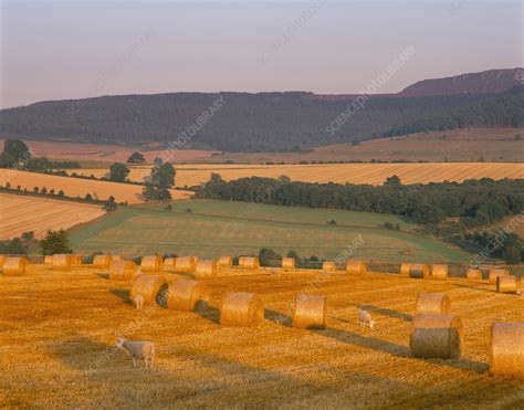 Bales Of Hay Stock Image E Science Photo Library