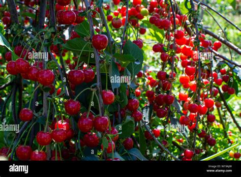 New Harvest Of Prunus Cerasus Sour Cherry Tart Or Dwarf Cherry In