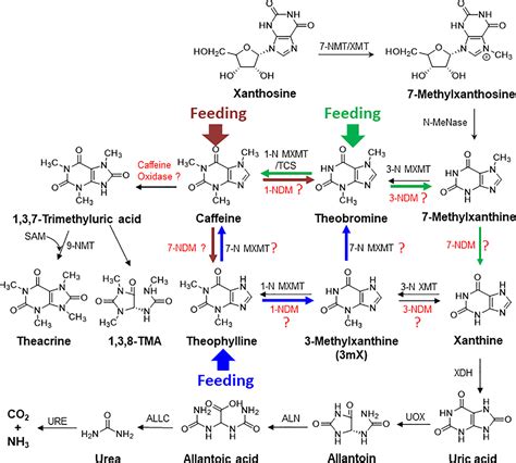 Frontiers Metabolite And Transcriptome Profiling On Xanthine