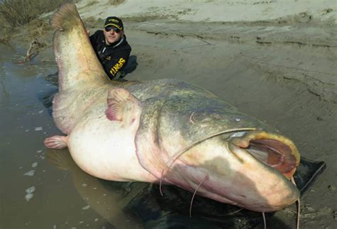 Record Du Monde De Silure Pecheur Info