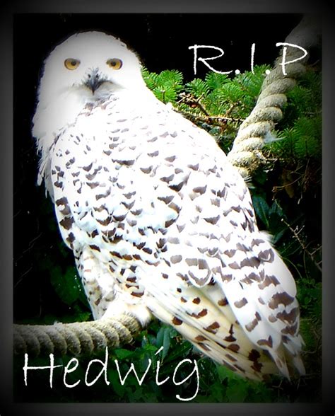 Hedwig by JupiterVixen on DeviantArt