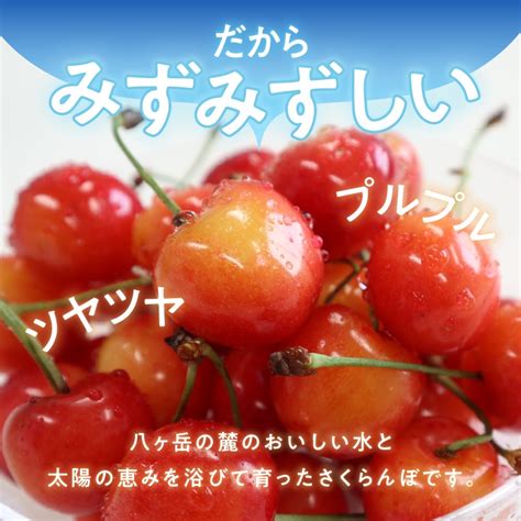 【ふるさと納税】【2024年先行予約】 さくらんぼ 毎日農業記録賞 全国最優秀賞 受賞 極上品大玉・さくらんぼ 2l~3l一段並べ 約500g