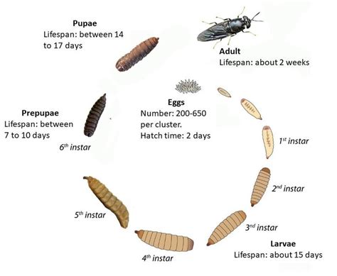 Life Cycle Of A Fly Time