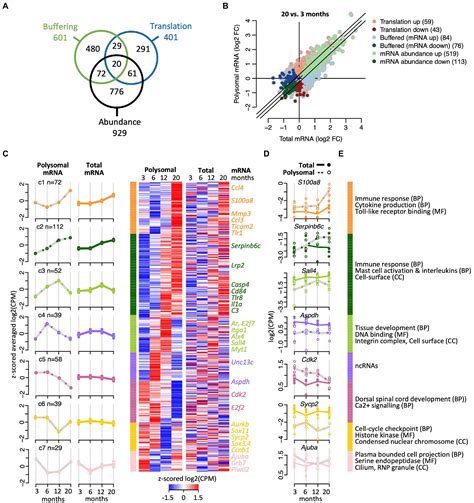 Frontiers A Post Transcriptional Regulatory Landscape Of Aging In The