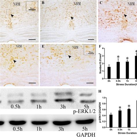 Micrographs Of C Fos Immunoreactivity And Western Blots In The Nrm