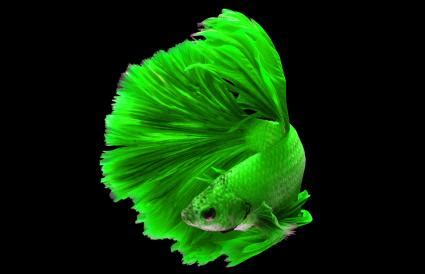 The Rarest Betta Fish: A Colorful & Comprehensive Guide | LoveToKnow