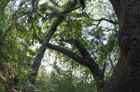 Eliminaci N Del Fobosque La Faif Alerta Sobre El Impacto En La