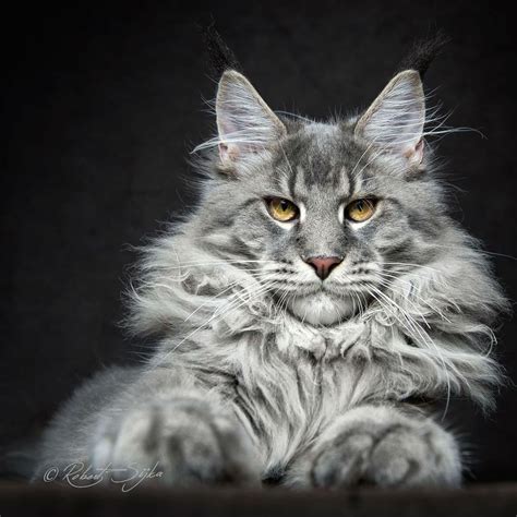 Robert Sijka Captures The Fierce Beauty of Maine Coons Cats | Maine ...