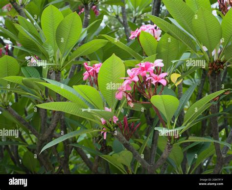 Plumeria Flower Photography Hi Res Stock Photography And Images Alamy