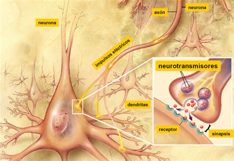 Ejemplos De Neurotransmisores