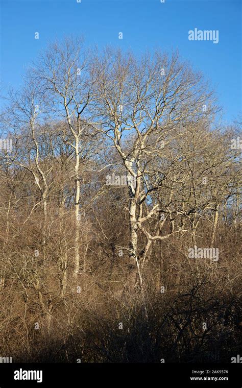 Tree Silhouette Against Blue Sky Stock Photo Alamy