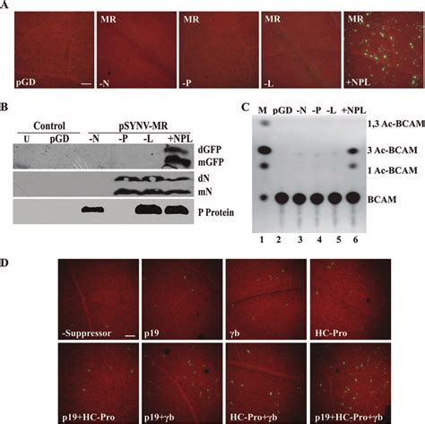 Synv Core Protein Requirements And Gene Silencing Suppressor Effects On