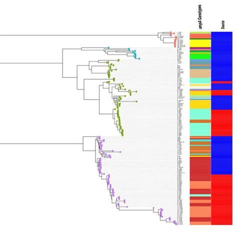 Global Phylogeny with Clade designations | Download Scientific Diagram 