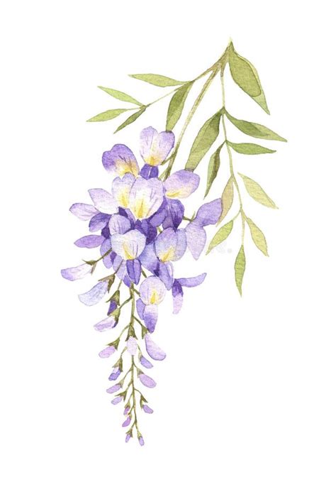 Watercolor Wisteria Blossom Illustration Isolated On White Stock Image