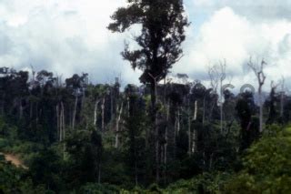 Lokasi Bekas Kebakaran Hutan Di Kilometer 3 Dan 4 DATATEMPO