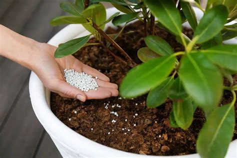 O Que É Adubo NPK E O Que Ele Faz Pela Saúde das Plantas