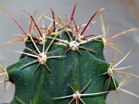 Fotos Gratis Naturaleza Al Aire Libre Espinoso Cactus Agudo