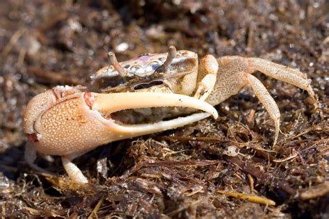 Florida Nature Uca Pugilator Atlantic Sand Fiddler