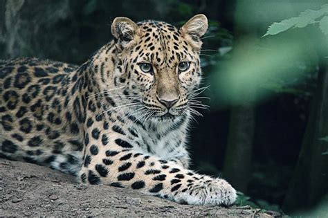 Amur Leopard: Characteristics, Diet, Facts & More [Fact Sheet]