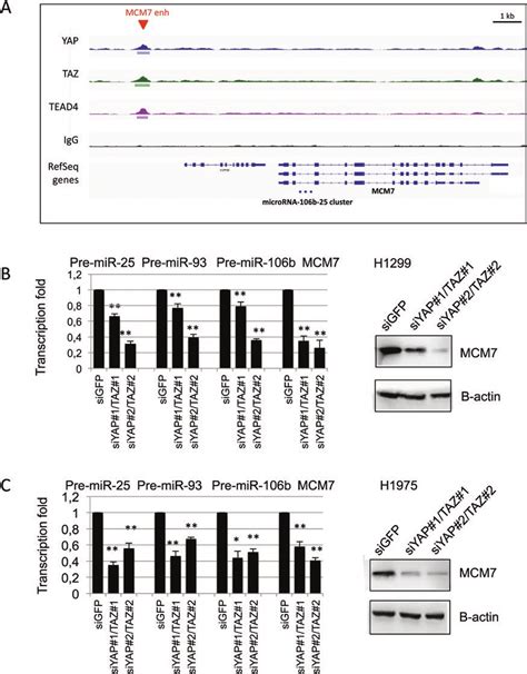 YAP TAZ Transcriptionally Regulates MCM7 And Hosted MiR 106b 25