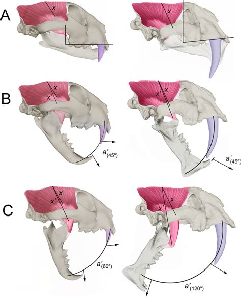 Comparison Of The Skulls Of A Leopard Panthera Pardus Left Images