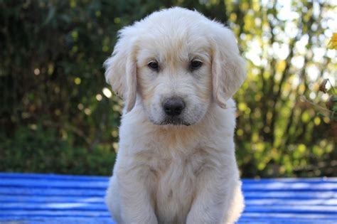 Chiot Elevage De La Tombée De La Nuit eleveur de chiens Golden