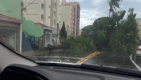 Temporal provoca queda de árvore de grande porte na Av 9 de Julho em