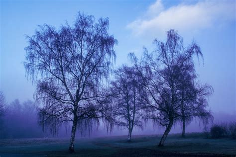 Arbres Dans La Brume Matinale Gill Flickr