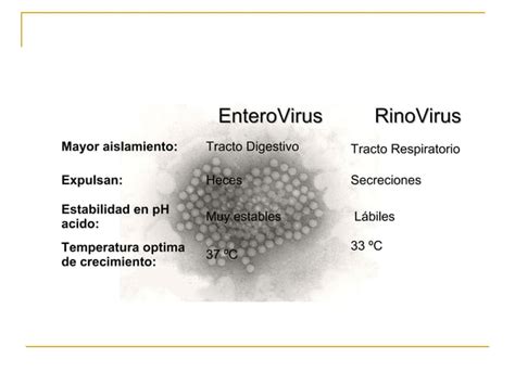 Picornavirus Micro PPT Descarga Gratuita