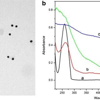 A The TEM Image Of AuNPs B The UV Spectroscopy A Single DNA