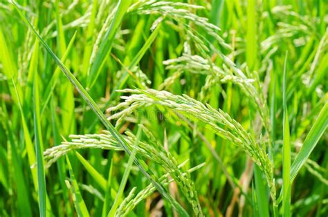 Semente Do Arroz Madura No Campo Foto De Stock Imagem De Alimento