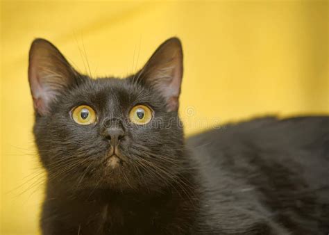 Gato Preto Olhos Amarelos Foto De Stock Imagem De Gatinho Pele