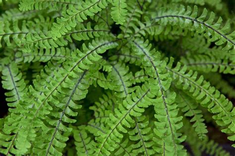 Adiantum pedatum - BBC Gardeners World Magazine