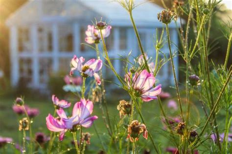 90+ Cosmos Flower Garden Cosmos Ornamental Garden Gardening Stock Photos, Pictures & Royalty ...