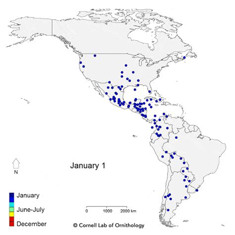 Watch 118 Bird Species Migrate Across The Americas - Brilliant Maps